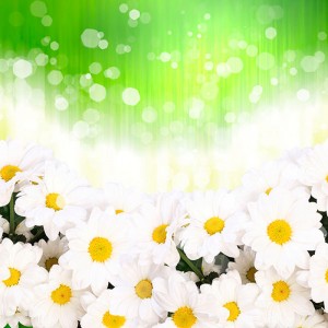 Fotooboi Cvety (124)